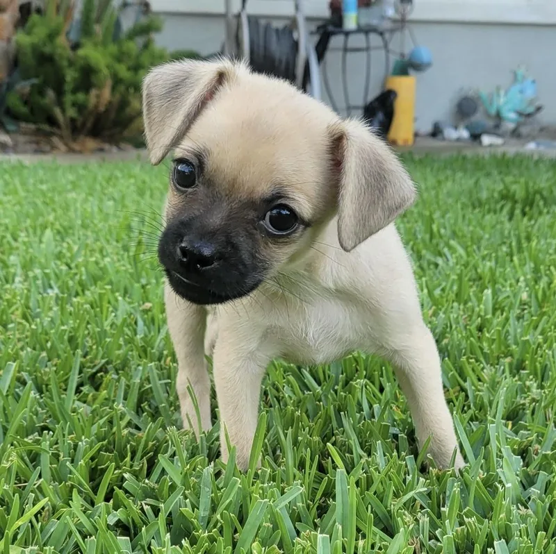 A baby small-sized male Golden Pug dog named Brewer for adoption in Corona Del Mar, CA
