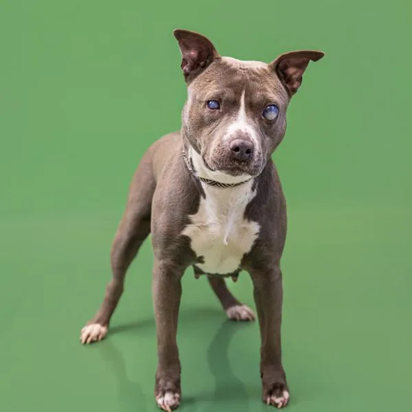 Pen C  Dixie thumbnail 2