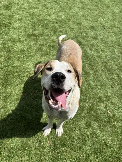 A young large-sized male Saint Bernard dog named Deebo for adoption in Daytona Beach, FL