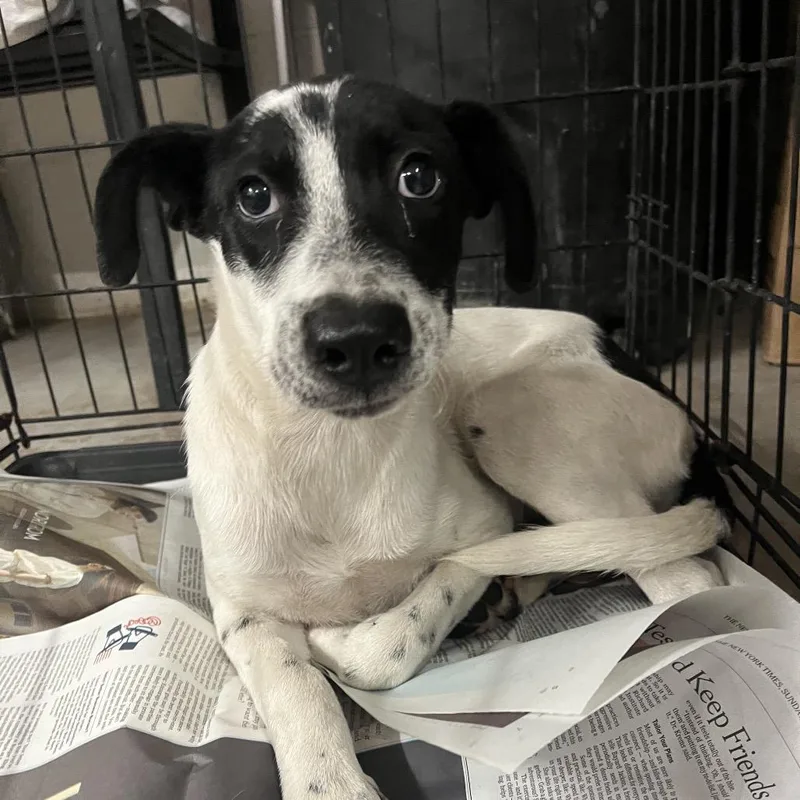 A baby small-sized female White / Cream Mixed Breed dog named Baby Hammie for adoption in Edinburg, TX