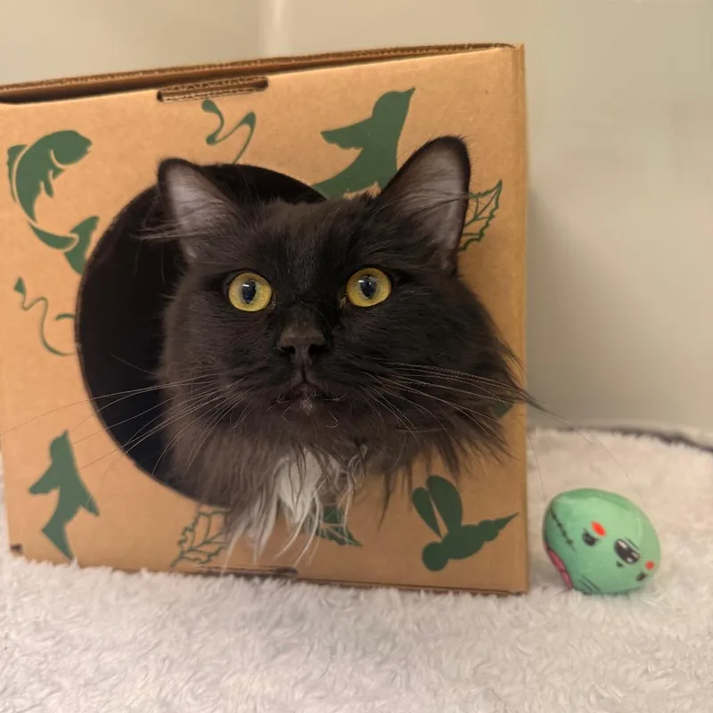 An adult medium-sized male Black Domestic Short Hair cat named Batman for adoption in Saint Charles, MO