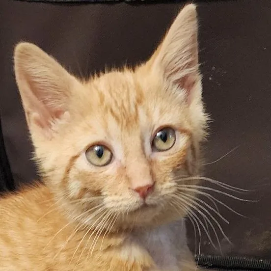 A baby small-sized female Domestic Short Hair cat named Blossom for adoption in Cumming, GA
