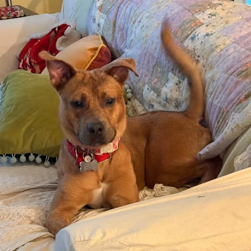 Enzo