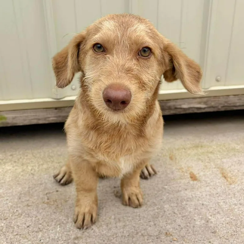A baby medium-sized male Apricot / Beige Australian Shepherd dog named Morgan for adoption in Fredericksburg, TX