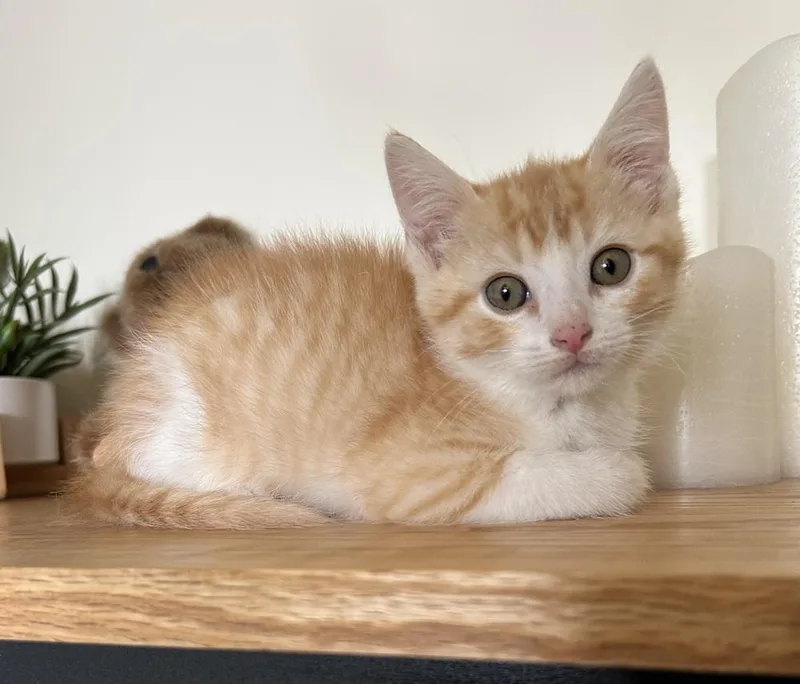 A baby medium-sized male Orange & White Domestic Short Hair cat named Rudy for adoption in Clinton Township, MI