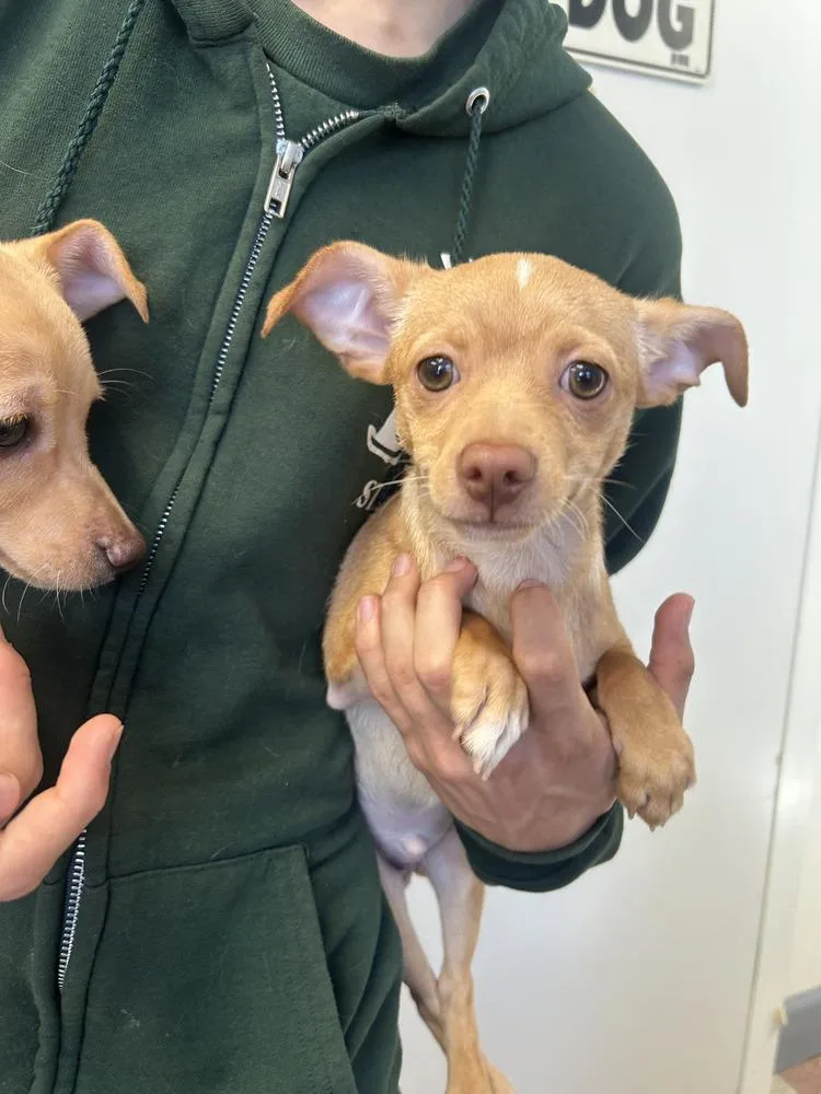 A young small-sized male Brown / Chocolate Chihuahua dog named Juan for adoption in Ontario, CA