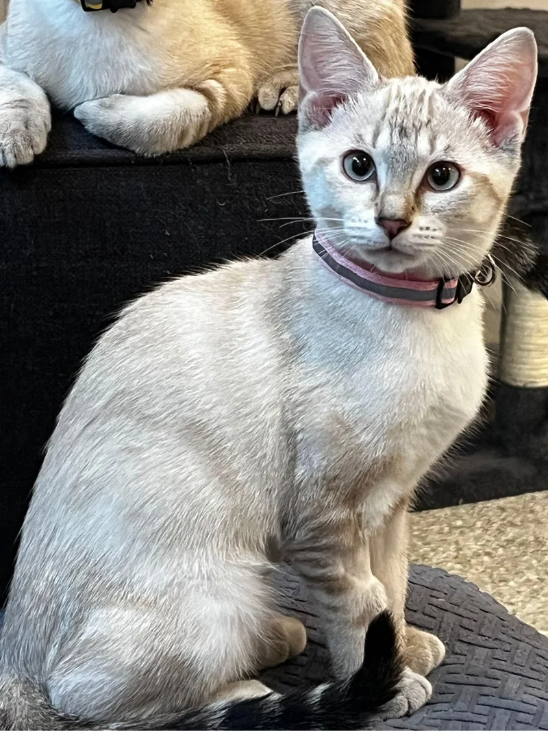 Nova