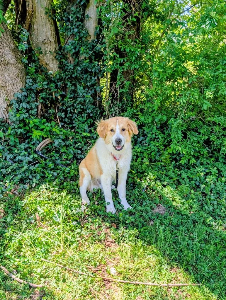 A young medium-sized male White / Cream Collie dog named Dudley for adoption in Maysville, KY