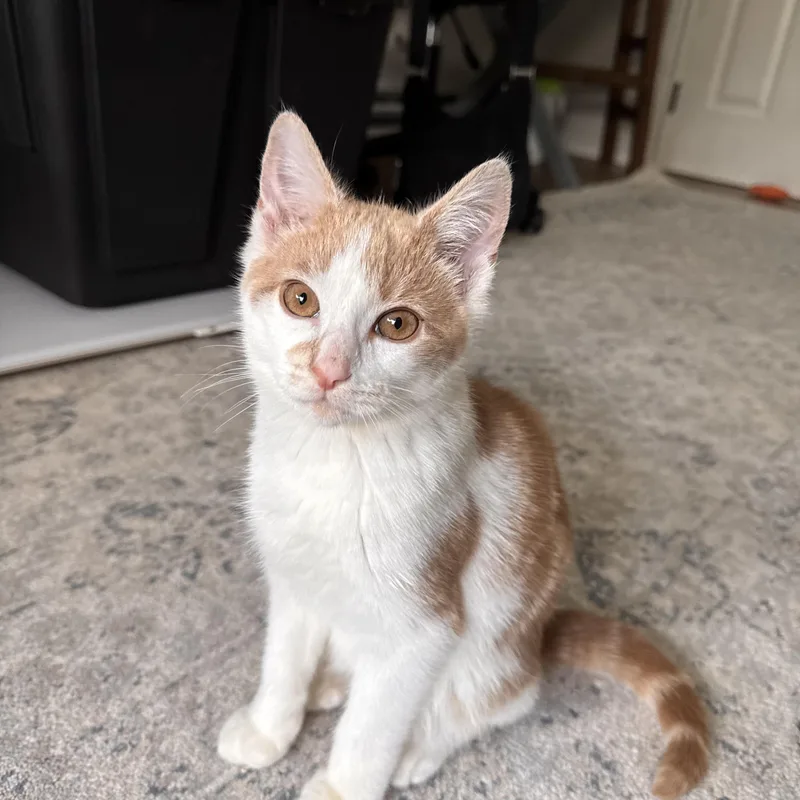 A baby medium-sized male Orange & White Domestic Short Hair cat named Harvey for adoption in Moriches, NY