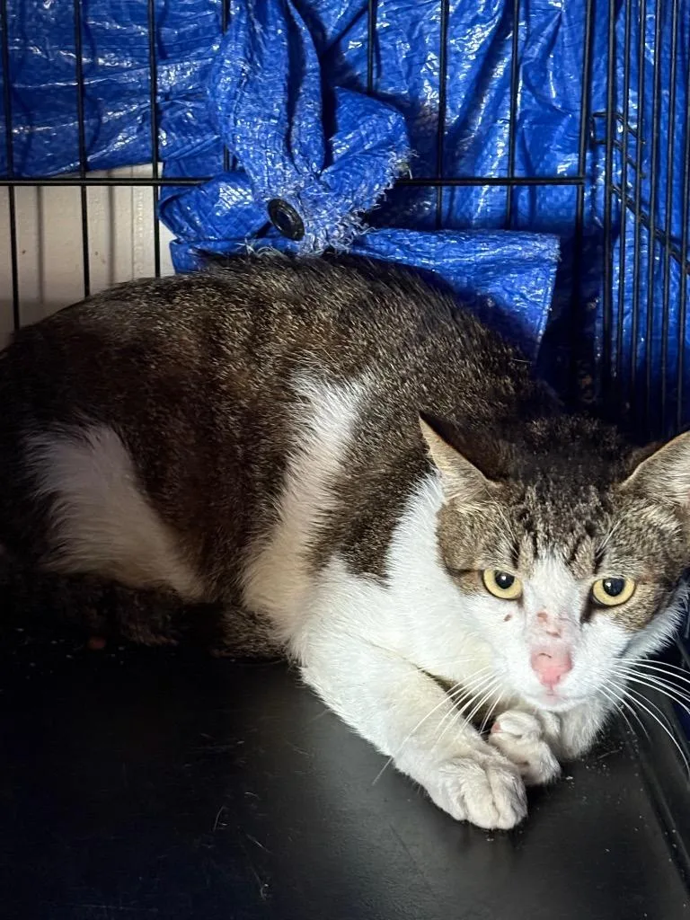 A young medium-sized female Domestic Short Hair cat named Twinkie for adoption in Wauchula, FL