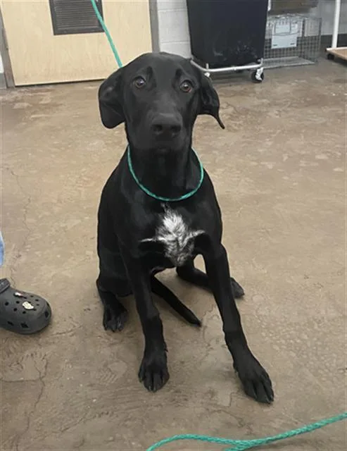 A young large-sized female Labrador Retriever dog named Kayla for adoption in Dallas, TX