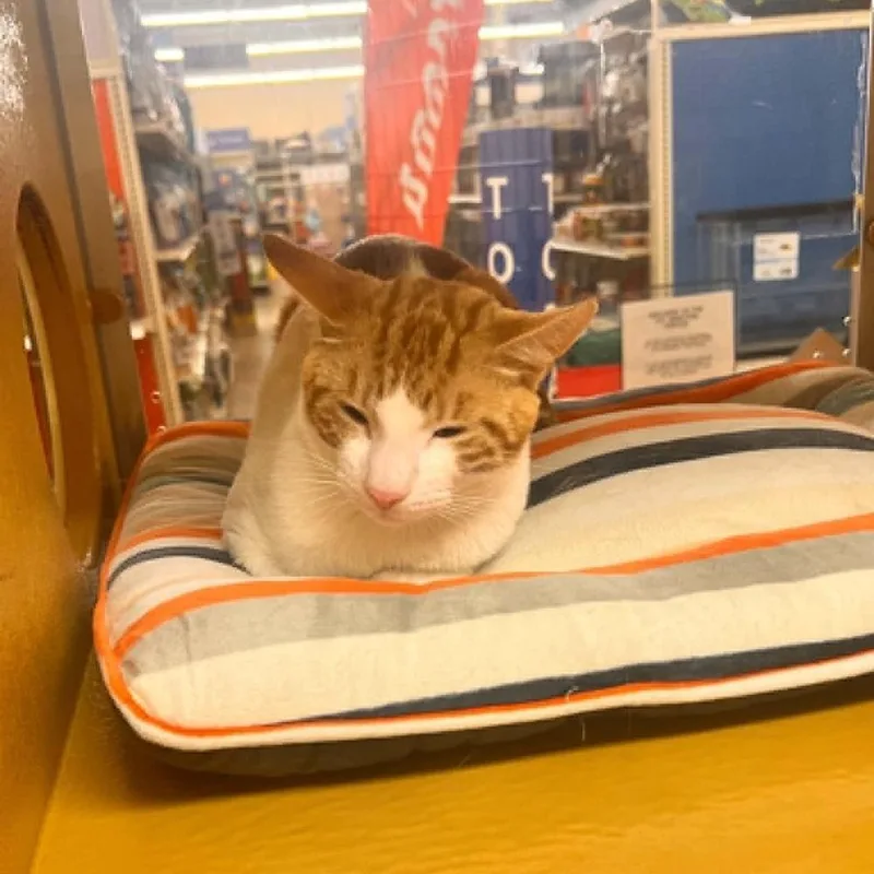 A young small-sized male Orange & White Domestic Short Hair cat named Golden for adoption in Patchogue, NY