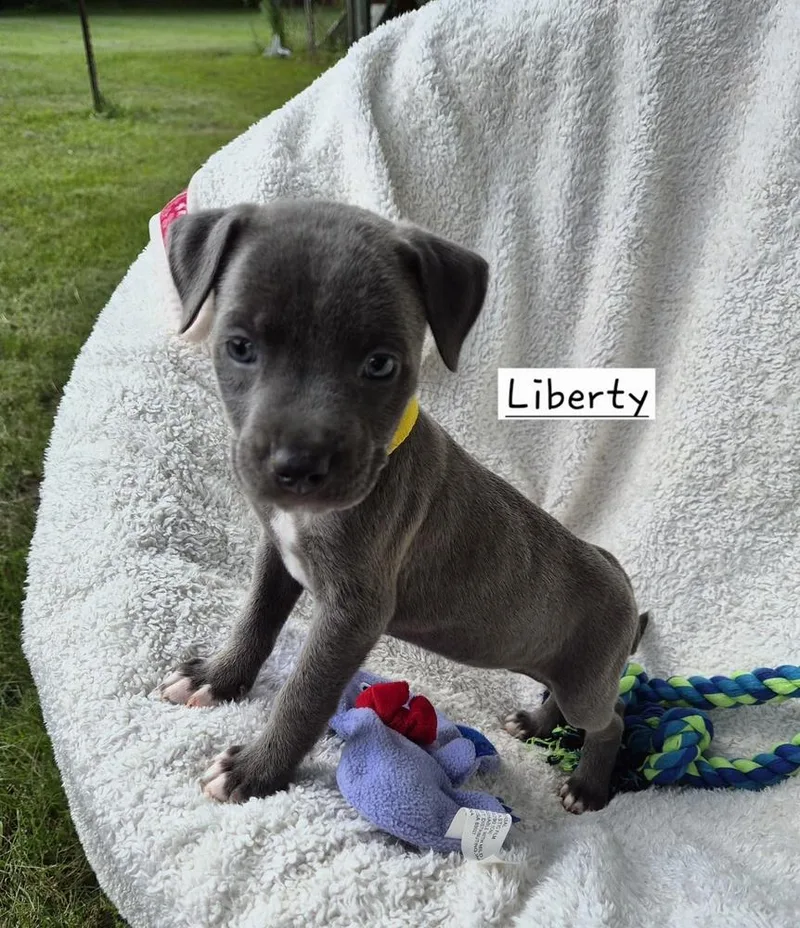 A baby large-sized female Mixed Breed dog named Liberty for adoption in Lansing, MI