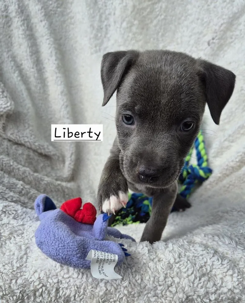 Liberty thumbnail 2