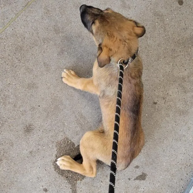 A baby small-sized male Brown / Chocolate Mixed Breed dog named Dark Blue for adoption in Las Cruces, NM