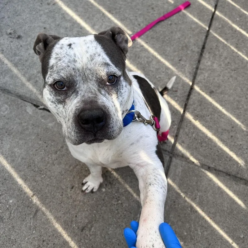 An adult medium-sized female White / Cream Mixed Breed dog named Nubia for adoption in Pittsburgh, PA