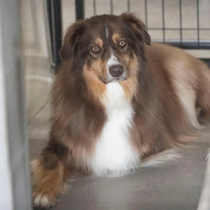 An adult large-sized male Brown / Chocolate Australian Shepherd dog named Bruiser for adoption in Peyton, CO