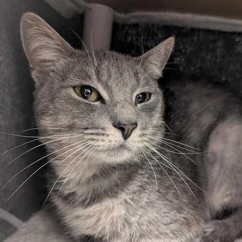 An adult medium-sized male Gray / Blue / Silver Domestic Short Hair cat named Caterpillar for adoption in Dayton, OH