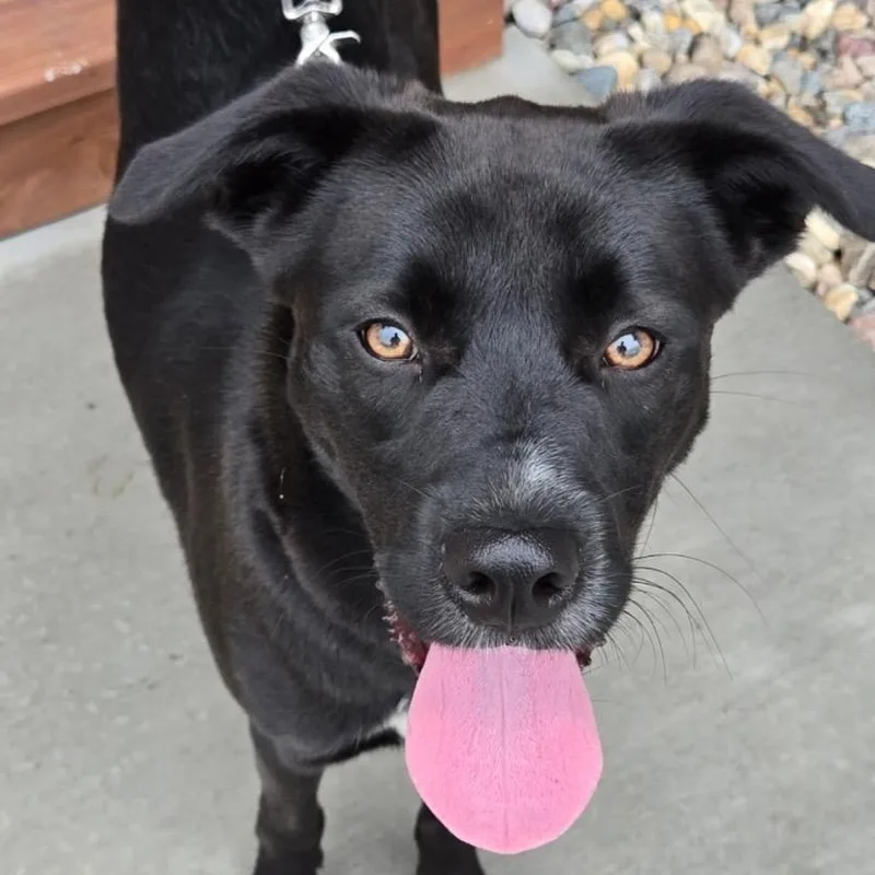 A young large-sized male Black Mixed Breed dog named Denmark for adoption in Buffalo, MN