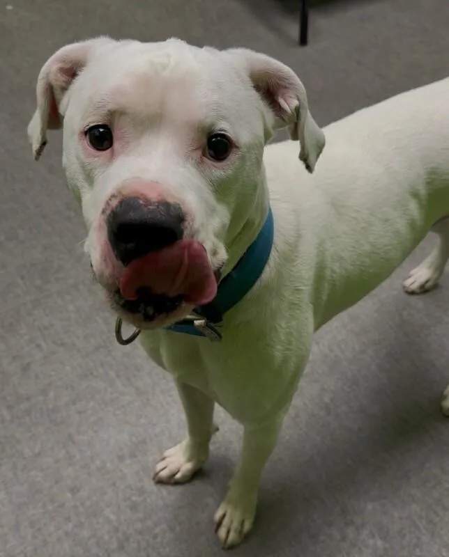 An adult large-sized male Mixed Breed dog named Chance for adoption in Osseo, MI