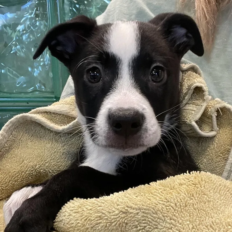A baby medium-sized female Black Mixed Breed dog named Villa for adoption in San Francisco, CA