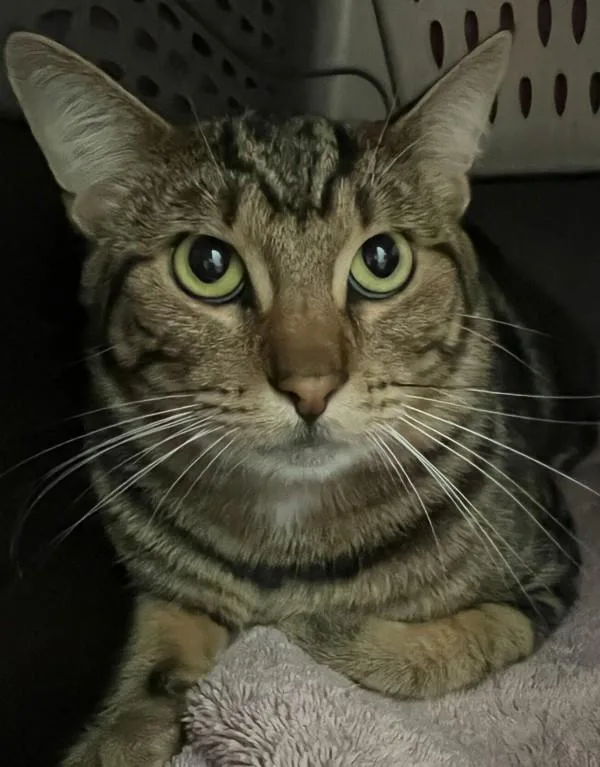 An adult medium-sized male Domestic Short Hair cat named Tigger for adoption in San Diego, CA