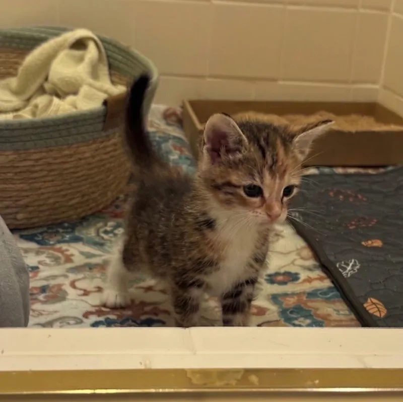 A baby medium-sized female Dilute Calico cat named Landlubber for adoption in Columbia, SC