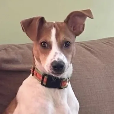 A young medium-sized female Red / Chestnut / Orange Pit Bull Terrier dog named Casey for adoption in Richmond, VA