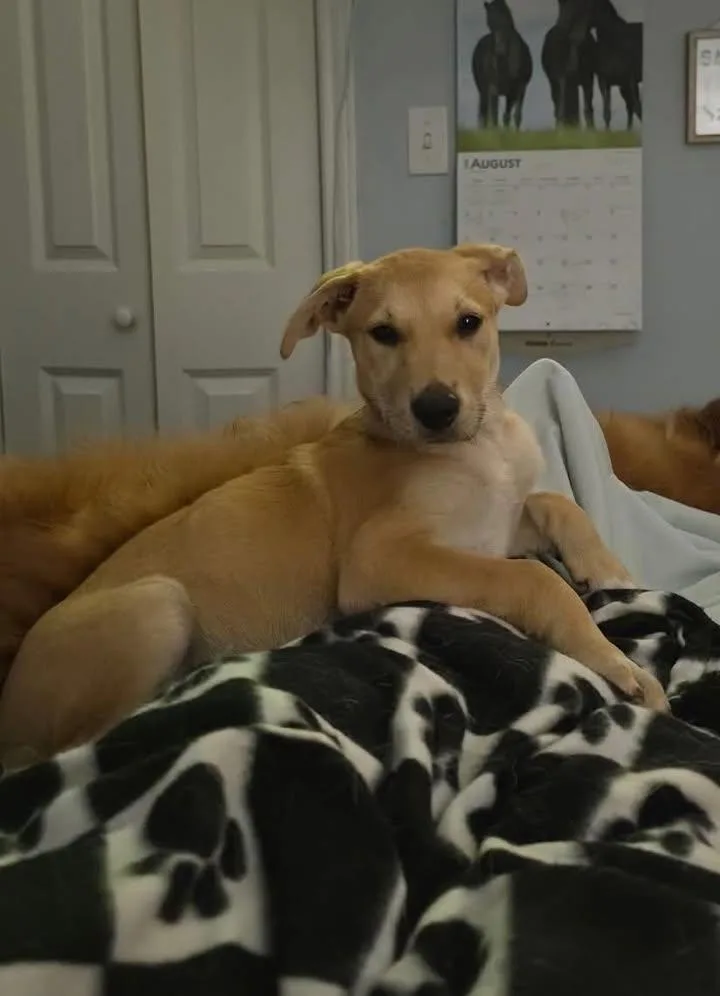 A baby medium-sized female Golden Shepherd dog named Cinnamon for adoption in Port Lavaca, TX