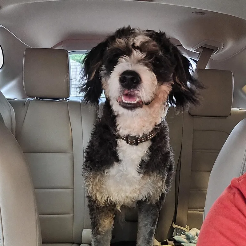 A young medium-sized male Tricolor (Brown, Black, & White) Bernadoodle dog named Tucker for adoption in Tylertown, MS
