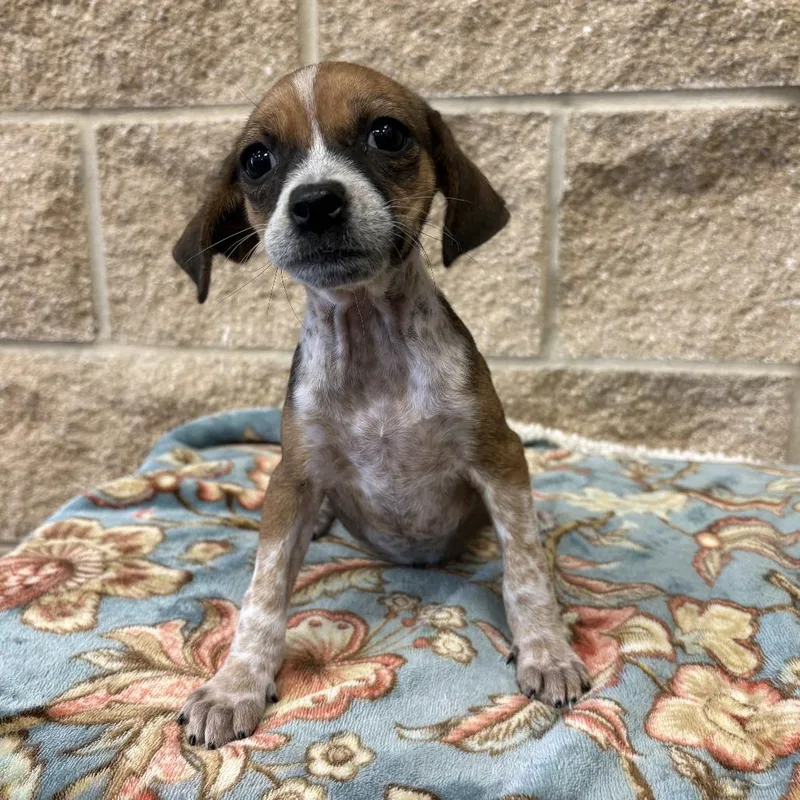 A baby small-sized female Brown / Chocolate Dachshund dog named Vivienne for adoption in Beaumont, TX