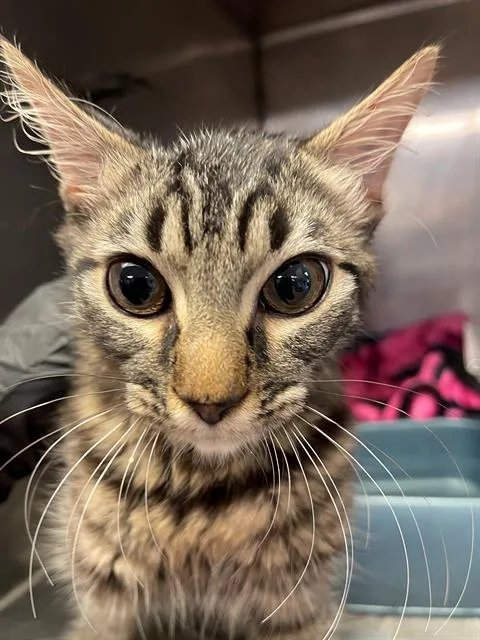 A young medium-sized female Domestic Short Hair cat named Scotch for adoption in Columbia, SC