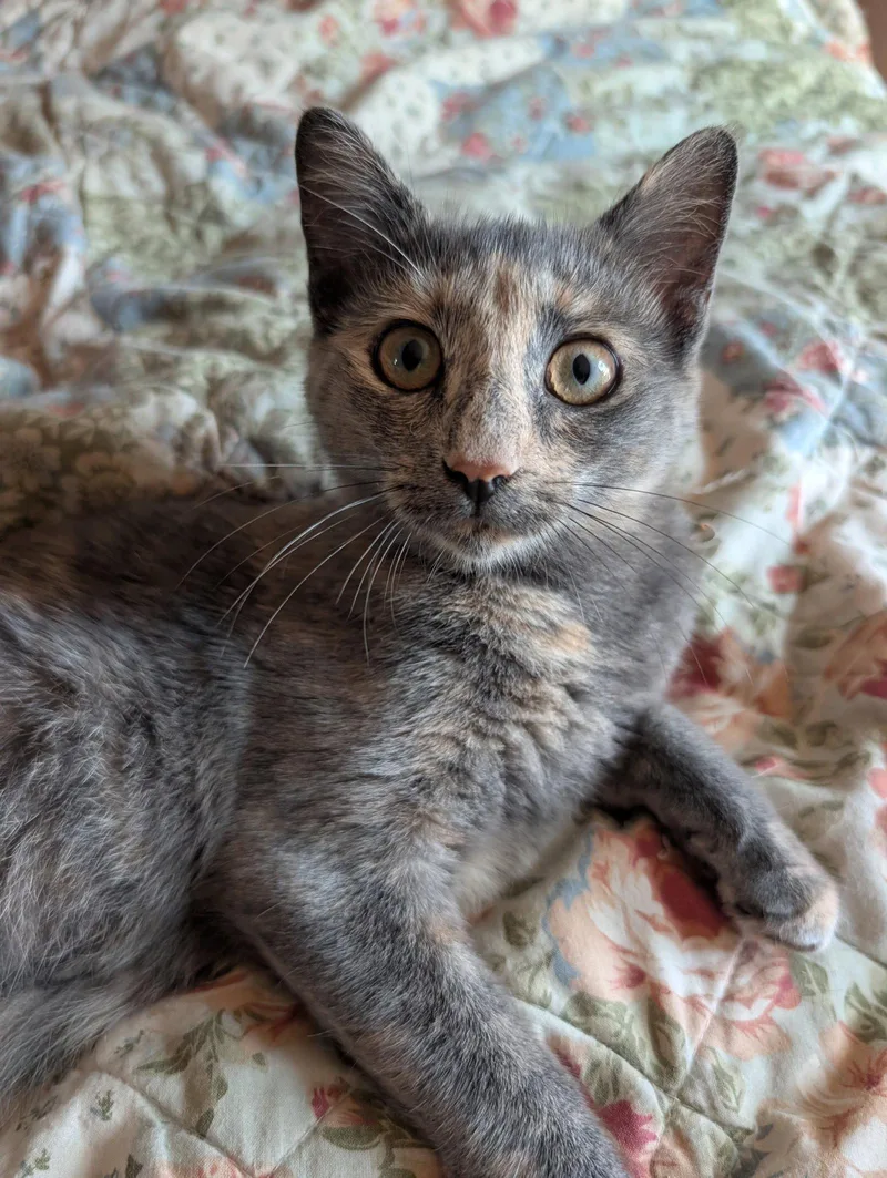 A baby medium-sized female Domestic Short Hair cat named Lady Muffin for adoption in Broomall, PA