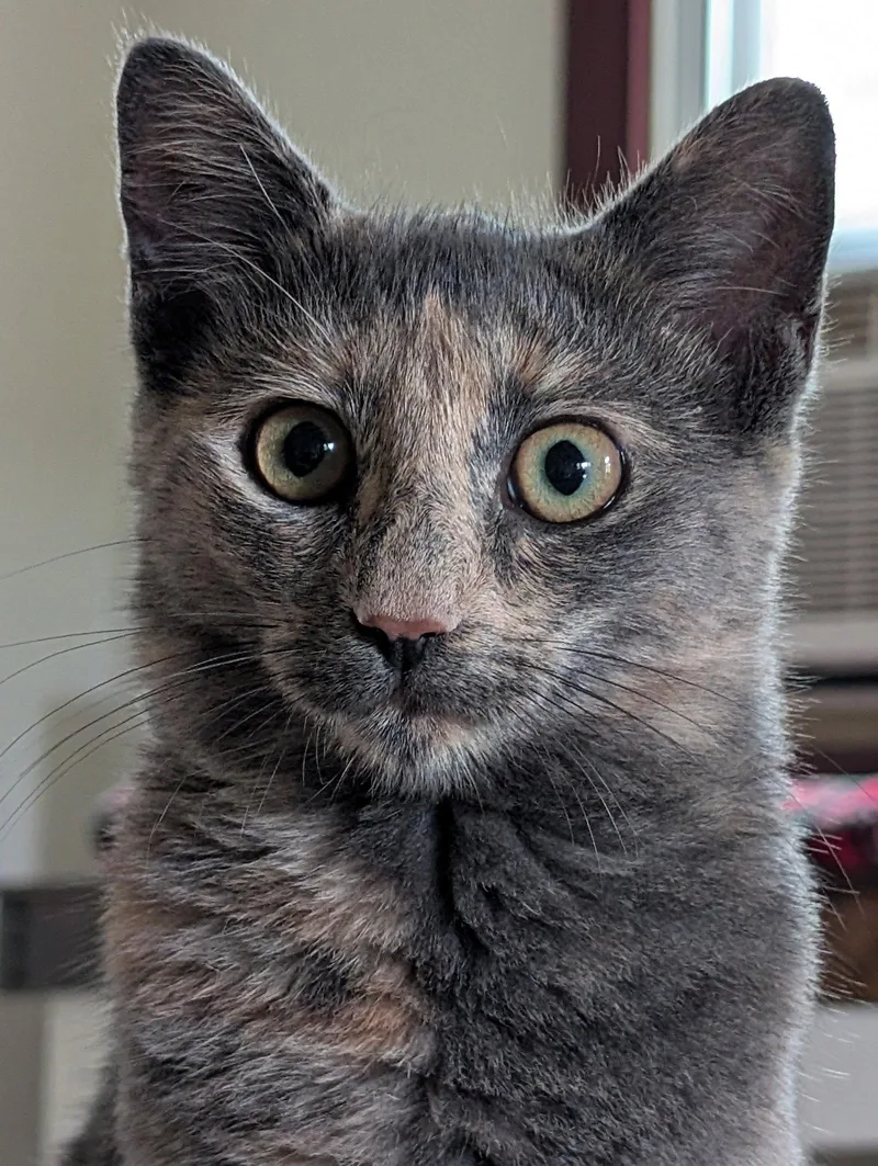 Lady Muffin thumbnail 3