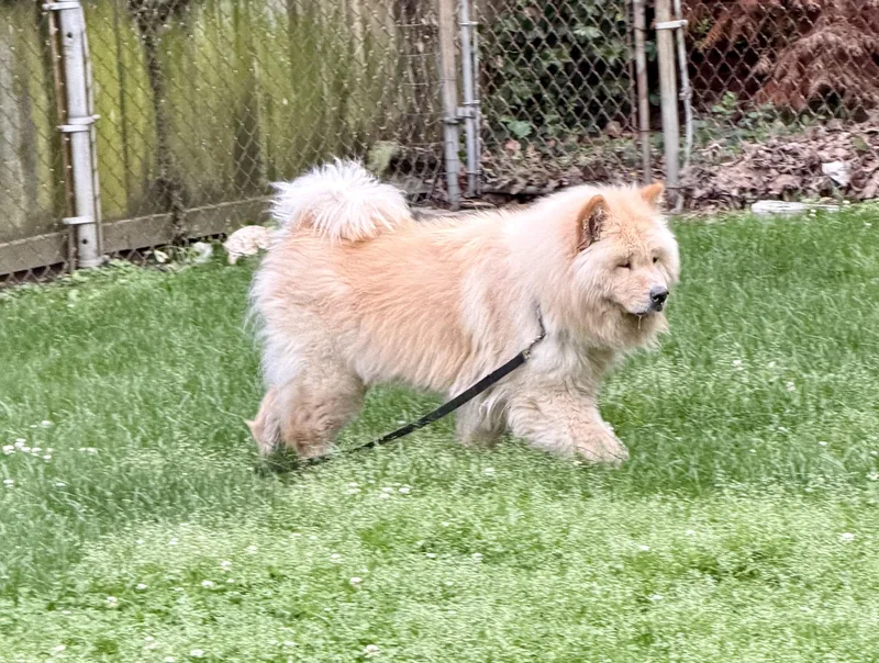 A young medium-sized male Yellow / Tan / Blond / Fawn Chow Chow dog named Gage for adoption in Saint Louis, MO