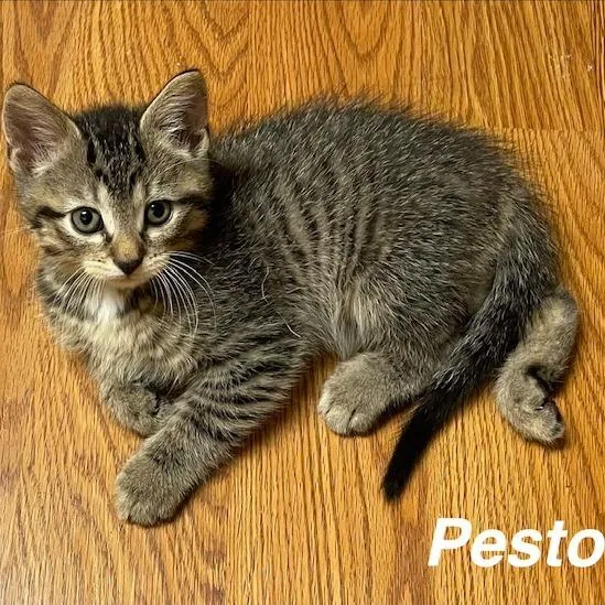 Pesto