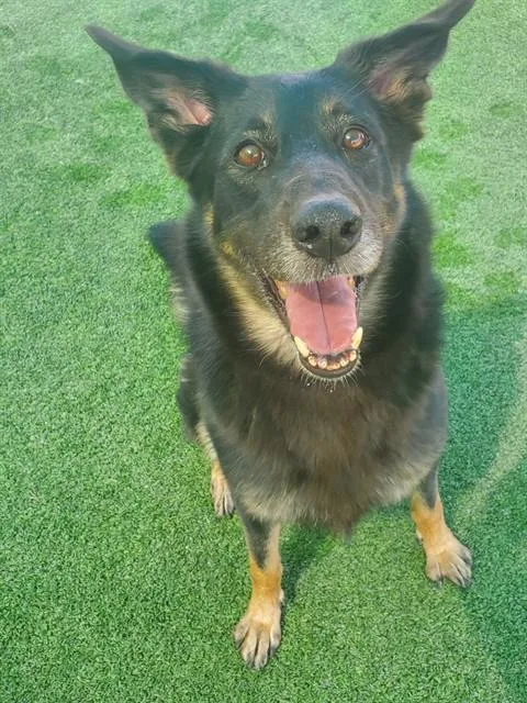 An adult large-sized female German Shepherd Dog dog named Jamie for adoption in Castaic, CA