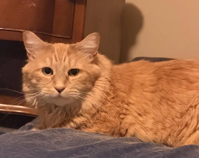 A young medium-sized male Domestic Long Hair cat named Tigger for adoption in Trexlertown, PA