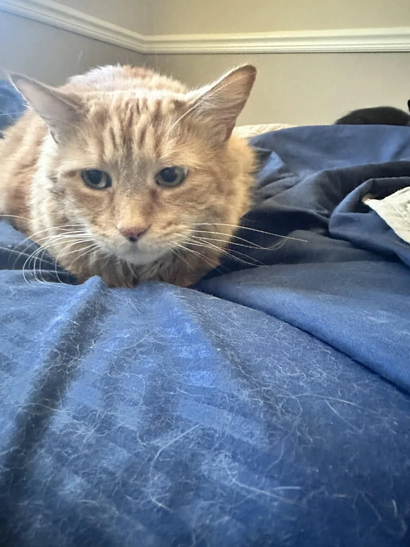 Tigger thumbnail 2