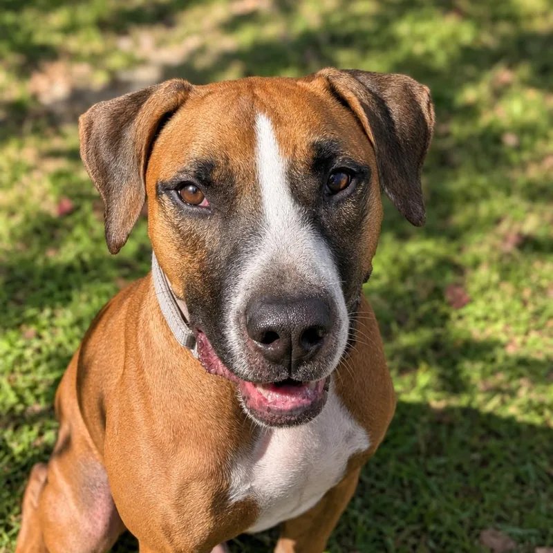 An adult medium-sized male Golden Boxer dog named Wilbur for adoption in Ocala, FL