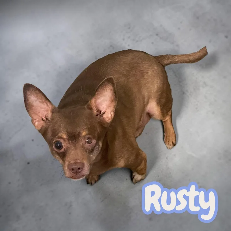 An adult small-sized male Chihuahua dog named Rusty looking for for adoption in Chuckey, TN