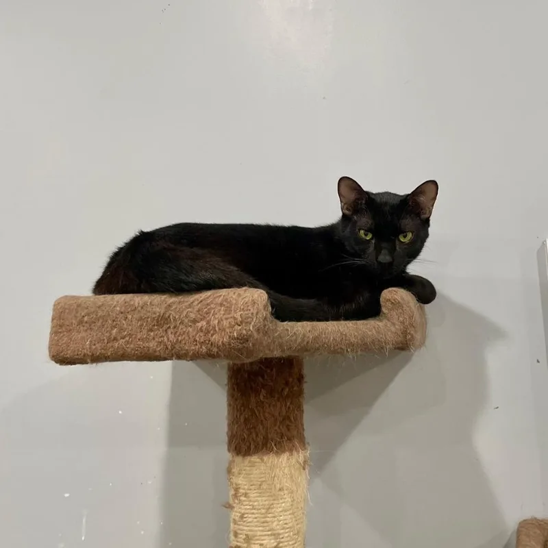 An adult large-sized male Black Domestic Short Hair cat named Hemlock for adoption in Fairmont, WV