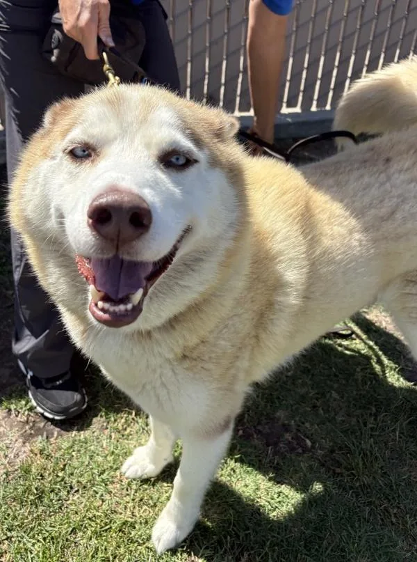 An adult large-sized male Siberian Husky dog named Rojo for adoption in Oceanside, CA