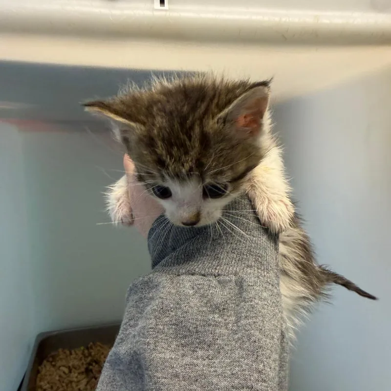 A baby small-sized female Brown / Chocolate Domestic Short Hair cat named Figment for adoption in Lynchburg, VA