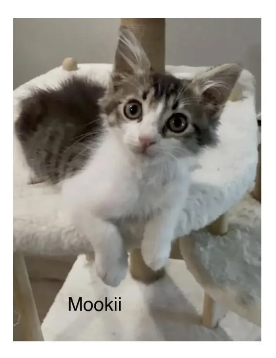 A baby medium-sized female Tabby (Gray / Blue / Silver) Tabby cat named Pandora for adoption in Oakley, CA