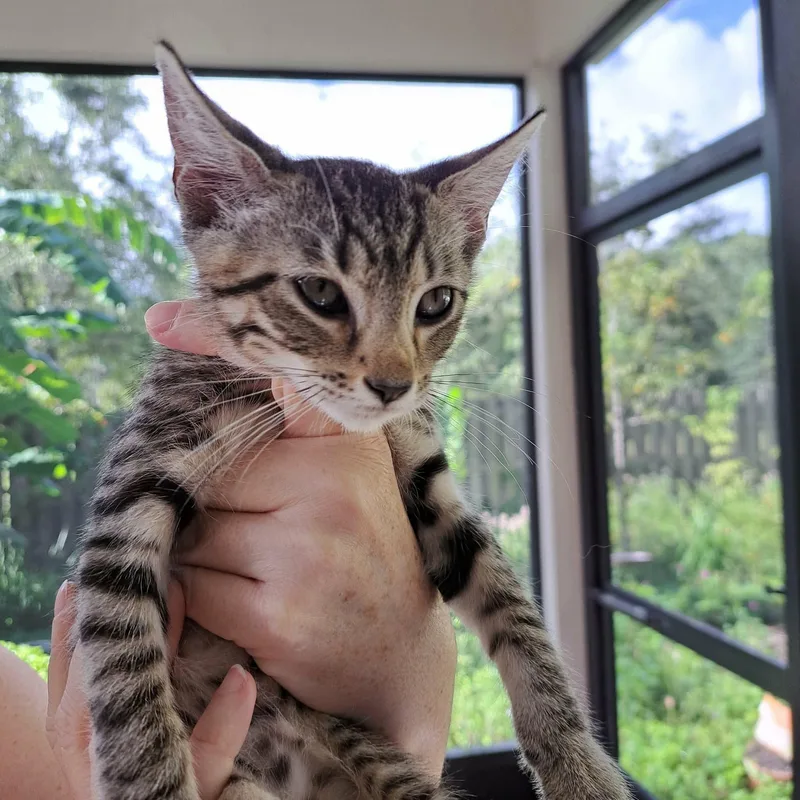 A baby medium-sized male Tabby (Brown / Chocolate) Domestic Short Hair cat named Dangerbean for adoption in Jacksonville, FL