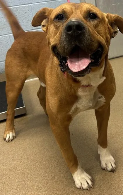 An adult large-sized male Mixed Breed dog named Chucky for adoption in Chamblee, GA
