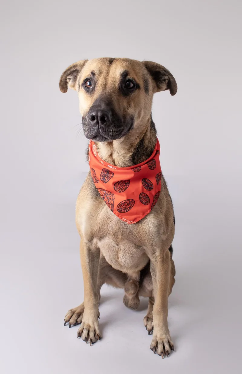 An adult medium-sized male German Shepherd Dog dog named Elmer for adoption in Plaquemine, LA