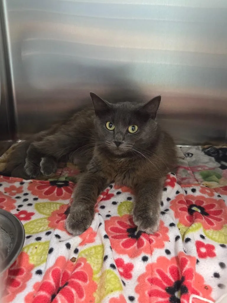 A young medium-sized female Domestic Short Hair cat named Ann for adoption in Athens, TN