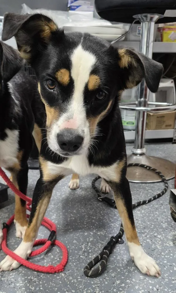A young medium-sized female Appenzell Mountain Dog dog named Venus for adoption in Morristown, TN